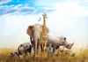 Vlies Fototapete - Fauna of Africa 150x105 cm Tiere Produktbild-Vorschau 5
