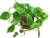 Gardners Philodendron scandens, průměr 12 cm Náhled obrázku produktu 2