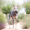 A dog standing on a rock outdoors, holding a black toy in its mouth. Anteprima dell’immagine prodotto