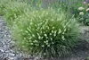 Stauden Gänge 1 x Pennisetum alopecuroides 'Little Bunny' Produktbild-Vorschau 7