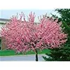 Prunus Kanzan, Höhe 170-180 cm, Stamm, Nelkenkirsche, Produktbild-Vorschau 2