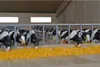 Detský glóbus Chov s maštaľou 1:32 Náhľad obrázku produktu 12