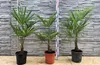 Trachycarpus fortunei Hanfpalme Gesamthöhe ca.  120 cm Produktbild-Vorschau 2