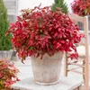 Nandina Blush Pink - Dunkelrosa - Immergrün - Pflegeleicht Produktbild-Vorschau 4