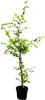 Carpinus betulus, Hainbuche, 100–125 cm Produktbild-Vorschau 1