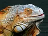 CALVENDO Puzzle Grüner Leguan | 1000 Teile Lege-Größe Produktbild-Vorschau 3