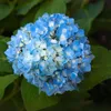 A close-up of a blue hydrangea flower with green leaves in the background. Produktbild-Vorschau