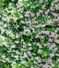BALDUR Garten 4er Set Duft-Jasmin Pink & Weiß, Pflanzen im Produktbild-Vorschau 2