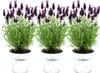 Plants by Frank | 3 Französische Lavendel Pflanzen im Produktbild-Vorschau 1