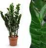 Green boutiQ - Zimmerpflanzen - Zamioculcas - ZZ-Pflanze - Produktbild-Vorschau 1