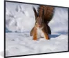 MuchoWow® MuchoWow® Gerahmtes Poster Eichhörnchen - Produktbild-Vorschau 1