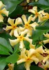 Sternjasmin Trachelospermum 'Star of Toskana' Gelb Produktbild-Vorschau 1