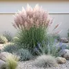 Stauden Gänge 1 x Cortaderia selloana 'Rosea' im 1 Liter Produktbild-Vorschau 4