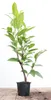 Prunus laurocerasus 'Caucasica', Kirschlorbeer, immergrün, Produktbild-Vorschau 1