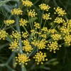 6 x Fenchel - Foeniculum vulgare | Topf 9cm x 9cm Voir les images du produit 1