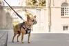 Curli Stretch Comfort Leash, Pes, Standardní vodítko, Náhled obrázku produktu 5