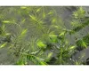 Hornkraut - Ceratophyllum demersum Produktbild-Vorschau 3