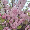 Prunus triloba (Mandorlo da fiore) 2L Anteprima dell’immagine prodotto 9