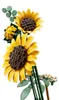 LEGO BOTANICALS 11502 Bouquet de tournesols Voir les images du produit 6