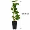 Čierna egreša 'Titania', 60–70 cm – *Ribes nigrum*, zimno Náhľad obrázku produktu 5
