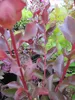 Lagerstroemia indica Rhapsody in Pink - Chinesische Produktbild-Vorschau 2