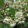 Aktinidia Male ostrolistna zapylacz 1L Podgląd zdjęcia produktu 3