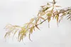 Acer palmatum 'Crimson Queen', Japanischer Ahorn, rot, Produktbild-Vorschau 2