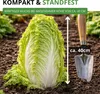 Zichoriensalat Zuckerhut Samen - Cichorium intybus - Produktbild-Vorschau 5