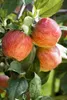 Malus 'Gala', Apfelbaum, 40 cm Stammhöhe Produktbild-Vorschau 8