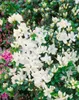 Rhododendron obtusum 'Kermesina Alba', weiß, 20–25 cm Produktbild-Vorschau 10