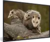 MuchoWow® MuchoWow® Gerahmtes Poster Virginisches Opossum Produktbild-Vorschau 1