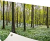 Gartenposter - 60x40 cm - Foto des Waldes im Frühjahr  - Produktbild-Vorschau 1