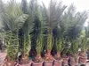 Palme Phoenix Canariensis HÖHE ca. 180 cm Winterhart bis Produktbild-Vorschau 3