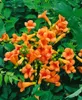Campsis radicans 'Indian Summer', Trompetenblume, orange, Produktbild-Vorschau 2