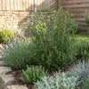 Bloomique - Phillyrea Angustifolia - Wapno kamienne - Podgląd zdjęcia produktu 2