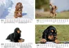 Hundezauber Cocker Spaniel DIN A5 Kalender für 2027 Welpen Produktbild-Vorschau 2
