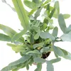 Kapradina zlatá "Modrá hvězda", Phlebodium aureum, 12cm Náhled obrázku produktu 3
