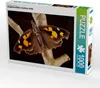 CALVENDO Puzzle Zürgelbaumfalter (Libythea celtis) 1000 Produktbild-Vorschau 2