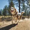 Ruffwear Swamp Cooler Zip Kühlweste, Farbe:Graphite Gray, Produktbild-Vorschau 12