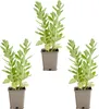 Bloomique - 3er Set - Sedum Herbstfreude - Fetthenne - Produktbild-Vorschau 2
