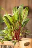 Blut-Ampfer, im 11 cm Topf - Rumex sanguineus Produktbild-Vorschau 4