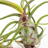 Bloomique - Mix di 10 - Tillandsia - Tillandsia - Vere Anteprima dell’immagine prodotto 6