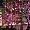 Trees decorated with pink fairy lights at night in front of a building. Produktbild-Vorschau