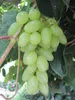 Vitis vinifera Centennial - Kernlose Weintraube Centennial Produktbild-Vorschau 1