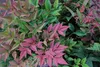Nandina dom. 'Obsessed'® - Bambou céleste 25- 30 cm - Voir les images du produit 4