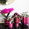 Orchidées Colibri | Orchidée Phalaenopsis violette - Voir les images du produit 16