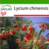 SAFLAX - Gojibeere - Lycium chinensis - 200 Semená - S Náhľad obrázku produktu 10
