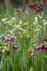 Helleborus x orientalis 'Ballard', Lenzrose, ca. 11x11 cm Produktbild-Vorschau 12