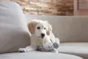 Kerbl Hund Beißring Weiß Grau Polyester Tiere Produktbild-Vorschau 3