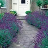Stauden Gänge 3 x Lavandula angustifolia 'Essence Purple' - Produktbild-Vorschau 7